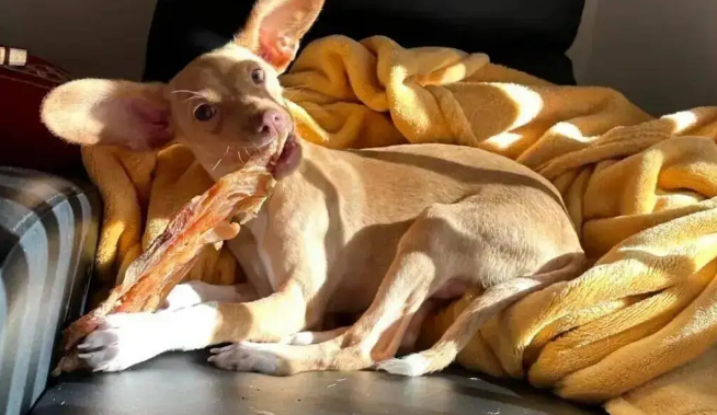 网友领养了一只串串狗，养了一段时间后傻眼