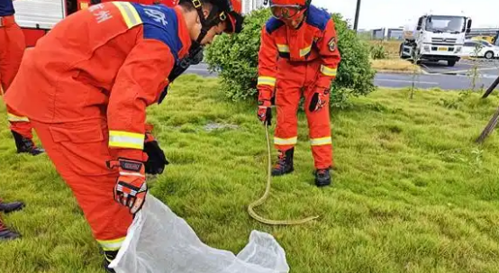 超市杂物间惊现大蛇，消防员清晨火速“抓捕”