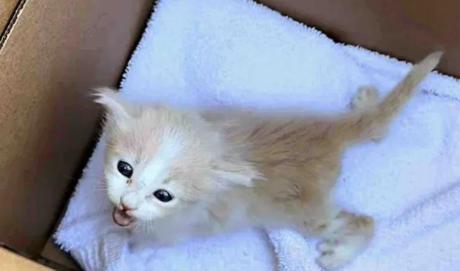 小小萌猫惨遭遗弃，一人一猫的守护，温暖救赎了流浪的生命