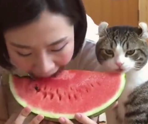 女主人吃西瓜，猫咪也想吃，吃上后就停不下来了！