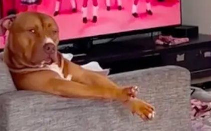 小学生在家天天学跳舞，连狗狗都投来嫌弃眼神