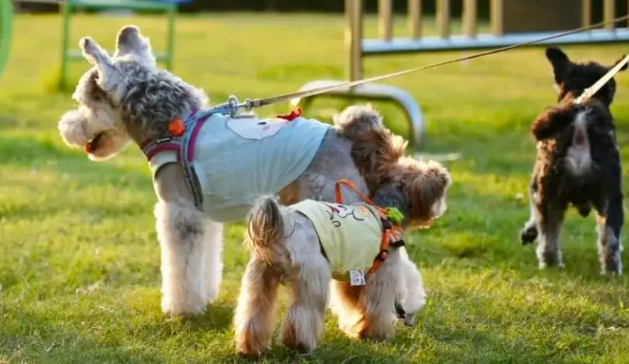 没错，它们带来的不仅是情绪价值！