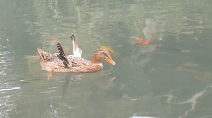 池塘里一只鸭子游泳滑稽，一只展翅高飞