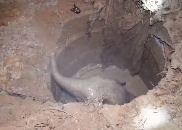 象宝宝掉进坑里，象妈妈通过嚎叫引来群众救孩子，暖心！