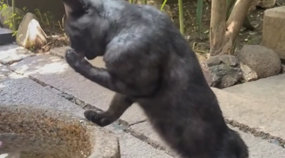 女子偶遇一身腱子肉的猫咪。网友：健身卡办哪家的？