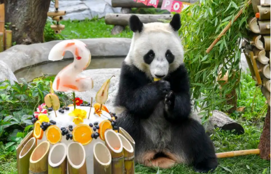 首只在俄出生大熊猫“喀秋莎”迎来两岁生日