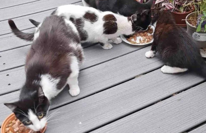 流浪猫妈拼命生下五只小猫，却独宠“小爱”