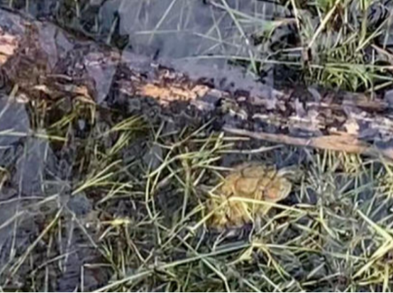 成都三岔湖发现“龟出没” 疑似外来入侵物种“巴西龟”