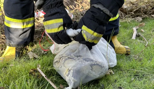 事发广东！高速收费站附近惊现2米长蟒蛇！