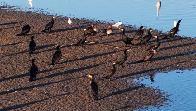 内蒙古磴口湿地：秋风送爽候鸟至