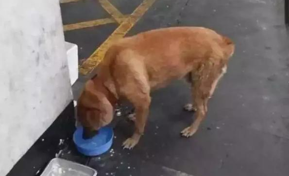 狗狗在马路车流中徘徊，路人好奇上前查看，得知真相后凄然泪下 