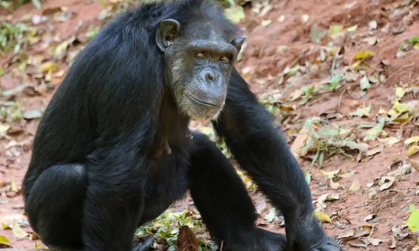 黑猩猩持木棍暴打鸭子，另一只黑猩猩“劝架”
