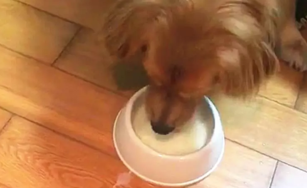 小奶猫喝完奶不走，金毛等急了发威把猫咪吓跑，自己喝奶