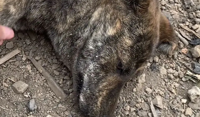 虎斑犬觉得自己快死了挖坑躺了进去，医生却说只是来大姨妈痛经而已