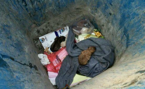 狠心主人因自家狗狗怀孕生崽，竟将刚出生的6只小奶狗扔进垃圾箱 