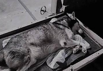 高龄哈士奇一直盯着门口，当看到主人时流泪逝去！ 