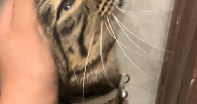 猫咪跑楼道玩，结果认错家门，扯着嗓子嗷嗷叫