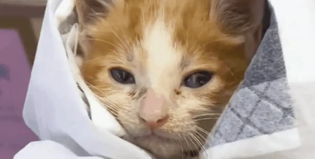 小奶猫被电梯夹断尾巴，呆坐原地不知所措，幸遇路人暖心相救