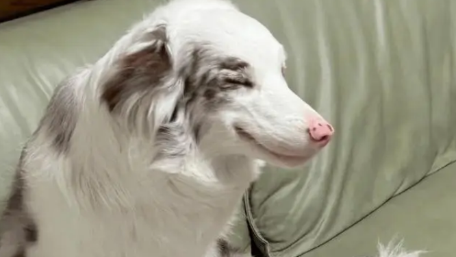 网友回家发现边牧的表情不对……养狗的人都懂吧！？