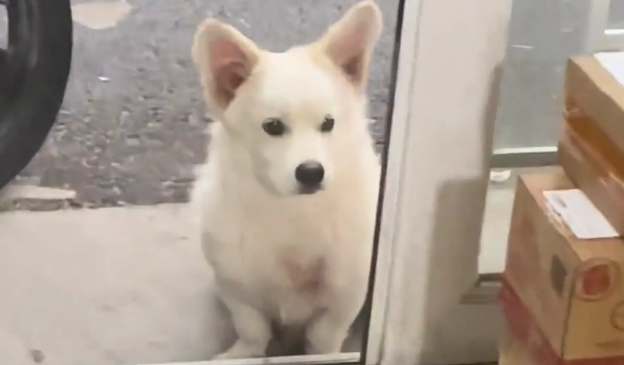 女子家总是跑来流浪狗蹭吃蹭喝，反观自家狗子更像是流浪狗