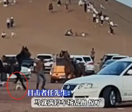 法斗犬景区咬马导致马受惊，法斗被踢废，游客追马