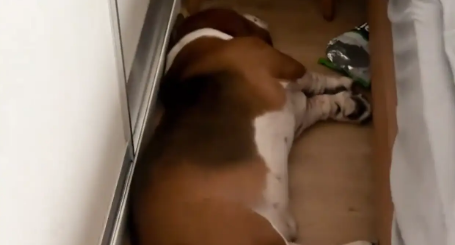 女子早上遛狗，但是狗子起不来，每次都要叫半天