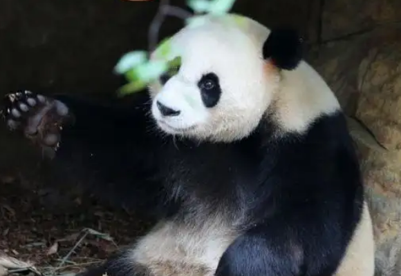 探访旅居澳大利亚的大熊猫“星秋”“怡兰”