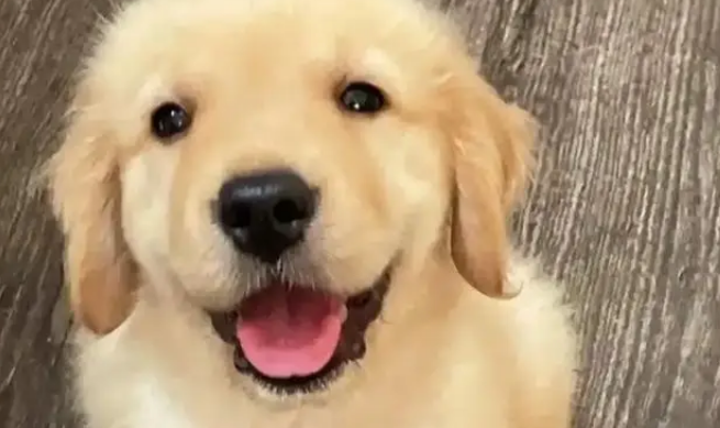 主人把小金毛塞行李箱，机场过安检当场被抓包