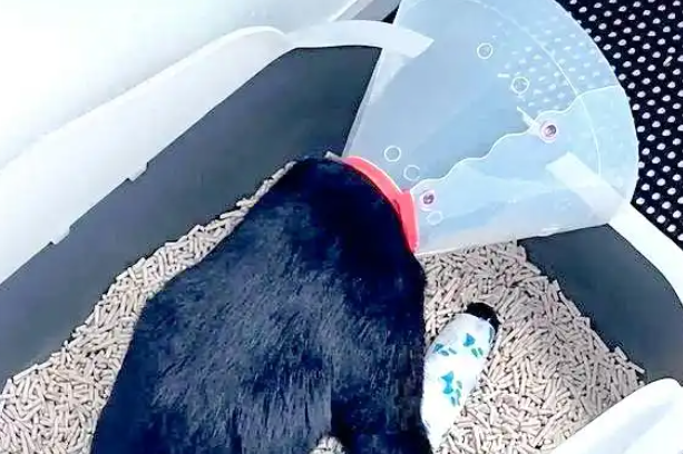 宠物猫骨折康复照引发热议：笑中带泪的瞬间与背后的思考