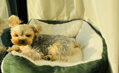 宠物经济成消费新亮点：头部平台年成交破500亿