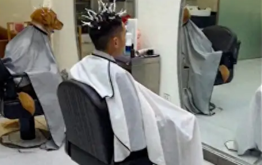 起猛了！看到一只狗在理发店烫头发呢！