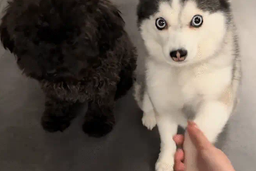 两只狗性格差异大，一只会握手，另一只不会