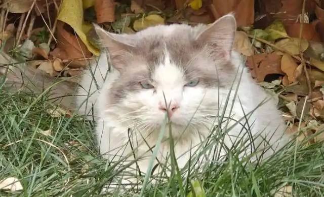 闵行区流浪猫免费绝育第三期启动，起到良好的示范作用