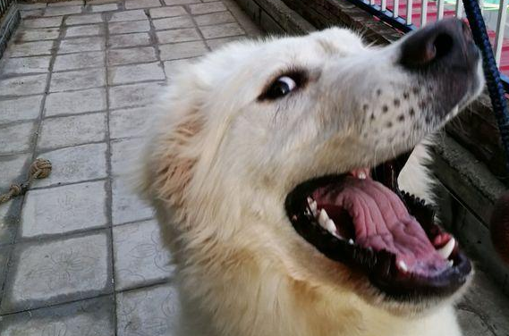 骗父母说自己养的是萨摩耶，五个月后，父母质问网友：这是啥狗！ 