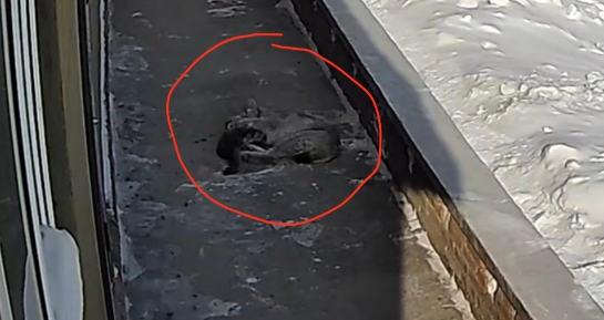 猞猁入侵农家捕食猫，户主邻居家也损失四只鹅