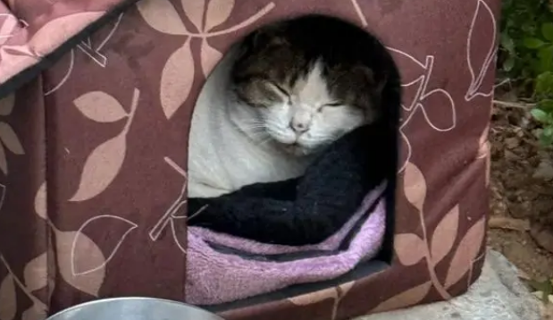 收到来自“咪的通知”：本猫已被收养，再也不用来图书馆打工了！