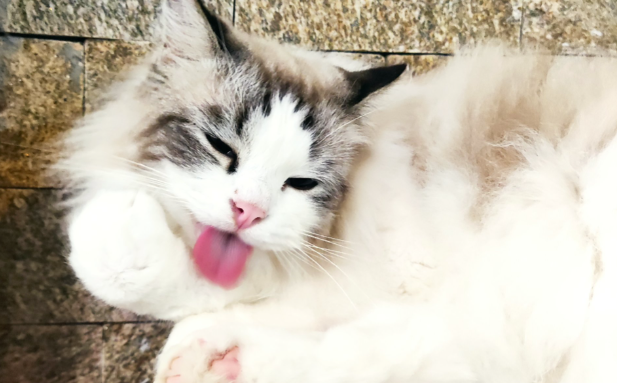 成都网红猫 “拽姐” 治愈百万网友，成打工人的 “精神嘴替”