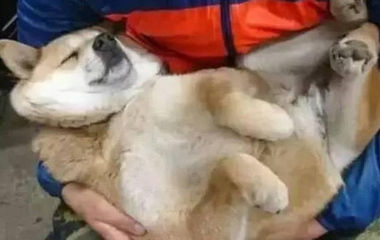 大黄狗陪主人卖菜困到不行，主人抱着它，狗狗：来生还认你当主人 