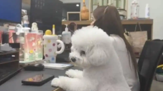 实现“撸猫撸狗自由”！宁波一公司允许员工带宠物上班