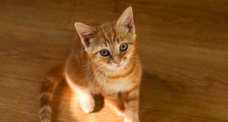 弃养宠物行为多发 如何提高养宠的责任门槛？