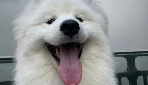 萨摩耶嫌自己脏，直奔宠物店洗剪吹，主人疯找2小时急哭了