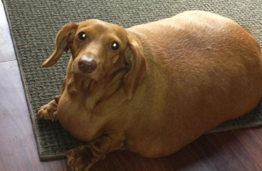 全球宠物体重危机报告：中国 50% 犬猫面临肥胖风险