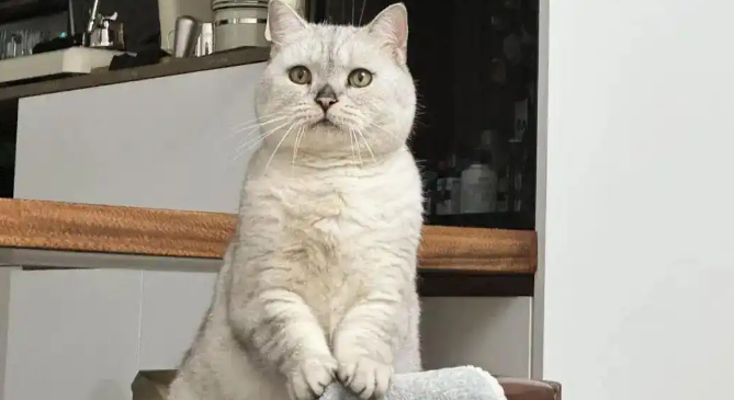 月付33元，报销1500！年轻人养宠新标配：给“毛孩子”买保险