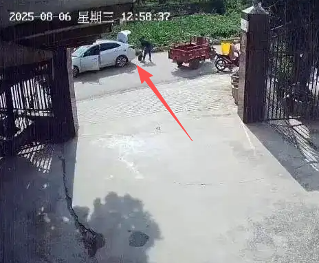 养了30多年的鳄龟被过路司机抱走，主人恳求“不要杀它”