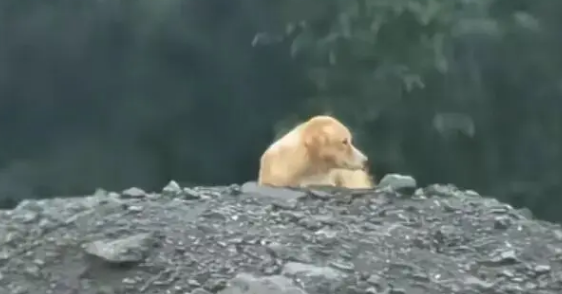 网友发现自家狗子陷入三角恋，结果对方死活不肯同意…