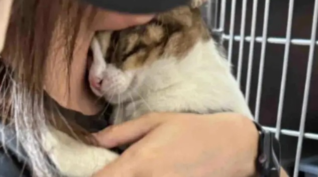 因坐高铁不能带猫，被主人遗弃小猫一直在同个位置等