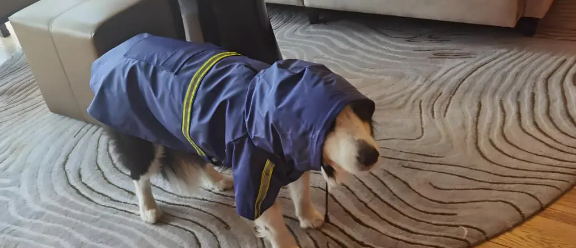 住院主人忘收芝麻，大金毛叼来雨布遮盖！