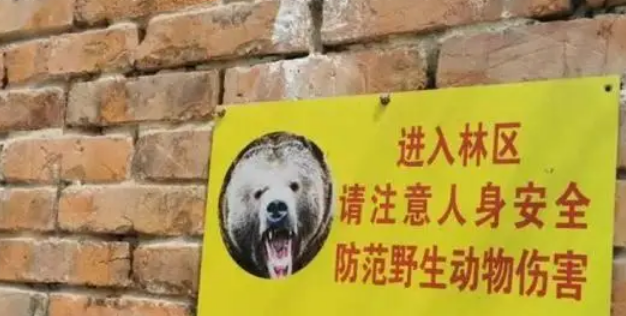 罕见！3只野生黑熊“全家出游”太白山！