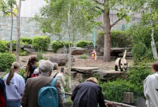 探访旅居澳大利亚的大熊猫“星秋”“怡兰”