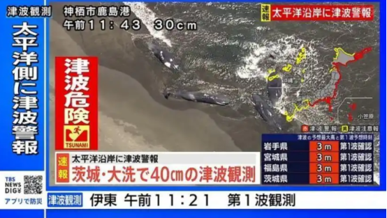 罕见一幕：日本千叶县4头鲸鱼同时搁浅